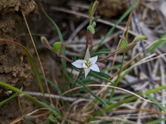 Boronia parviflora