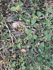 Alternanthera pungens