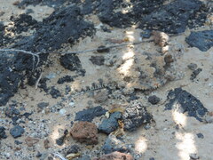 Phrynosoma goodei