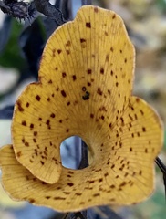 Bartheletia paradoxa