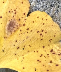 Bartheletia paradoxa