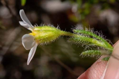 Image of Zyrphelis foliosa by (c) magriet b, some rights reserved (CC BY-SA)