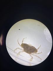 Portunidae