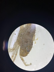 Portunidae