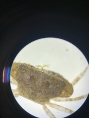 Portunidae
