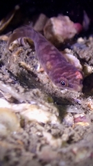 Aspasmogaster costata