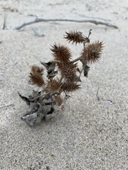 Xanthium strumarium canadense