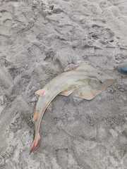 Pseudobatos planiceps