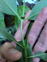 Sabicea villosa