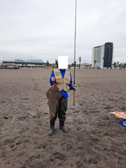 Pseudobatos planiceps