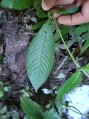 Sabicea villosa