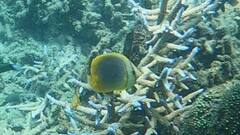 Chaetodon aureofasciatus