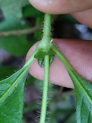Sabicea villosa