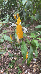 Pachystachys lutea