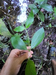 Sabicea villosa