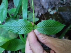 Sabicea villosa