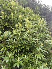 Rhododendron ponticum