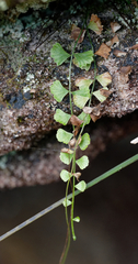 Asplenium flabellifolium