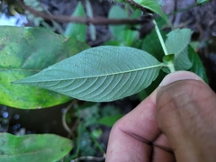 Sabicea villosa