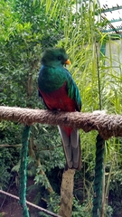 Pharomachrus mocinno