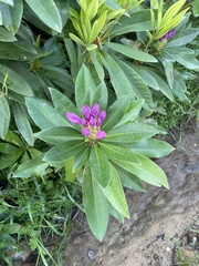 Rhododendron ponticum