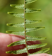 Gleichenia