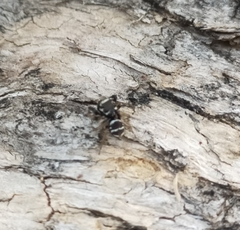 Zenodorus metallescens