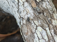 Zenodorus metallescens