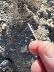 Cylindropuntia echinocarpa