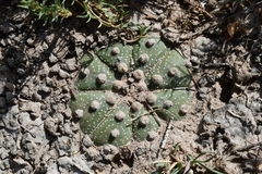 Astrophytum asterias