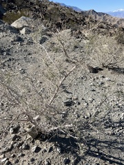 Psorothamnus schottii