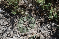 Astrophytum asterias