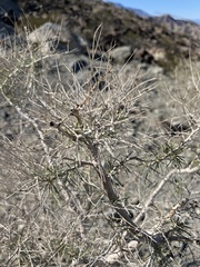 Psorothamnus schottii