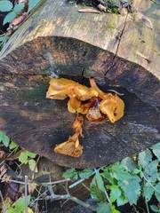 Peziza varia