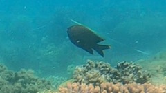 Plectroglyphidodon apicalis