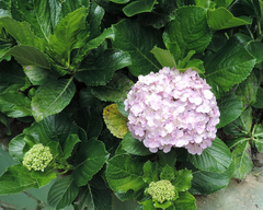 Hydrangea macrophylla