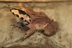 Leptodactylus knudseni