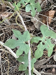 Ipomoea lindheimeri