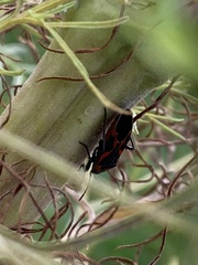 Lygaeus kalmii angustomarginatus