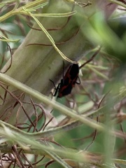Lygaeus kalmii angustomarginatus