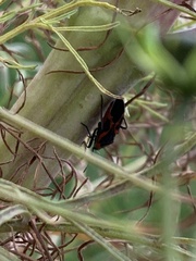 Lygaeus kalmii angustomarginatus