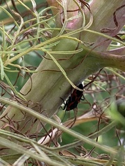 Lygaeus kalmii angustomarginatus