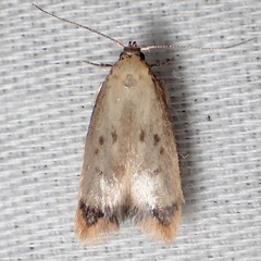 Aeolothapsa acrocosma