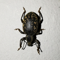 Otiorhynchus sulcatus