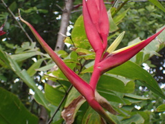 Heliconia latispatha