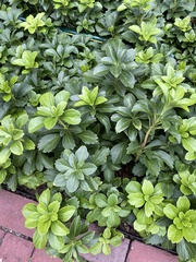 Pachysandra terminalis