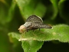 Eutreta noveboracensis