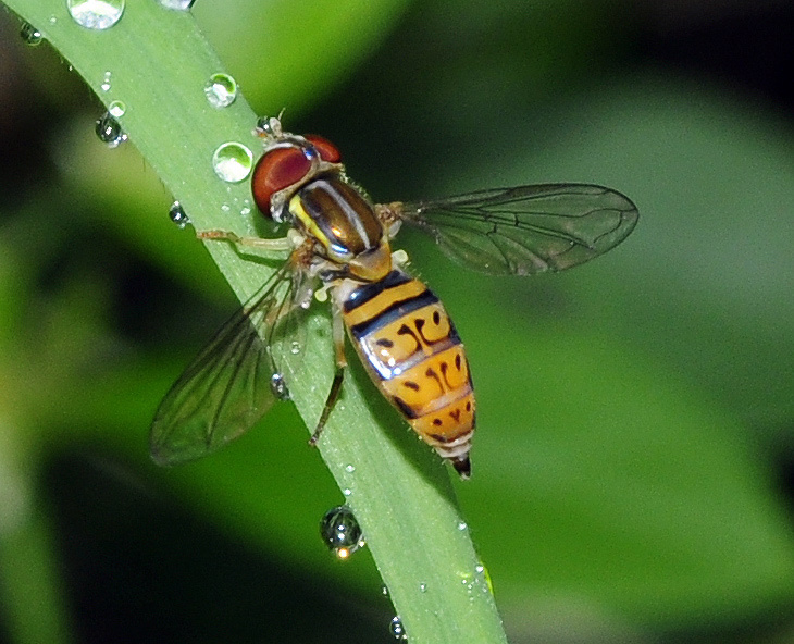 Toxomerus pulchellus