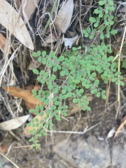 Pellaea andromedifolia