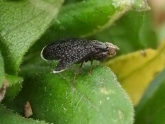 Eutreta noveboracensis